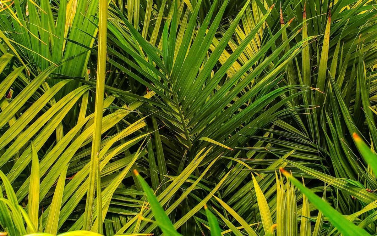 Fertilizer Requirements for Majesty Palm Plant