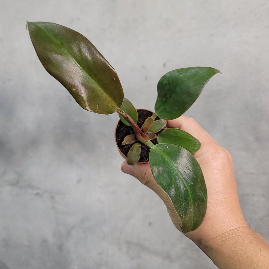 Propagating the Black Cardinal Philodendron