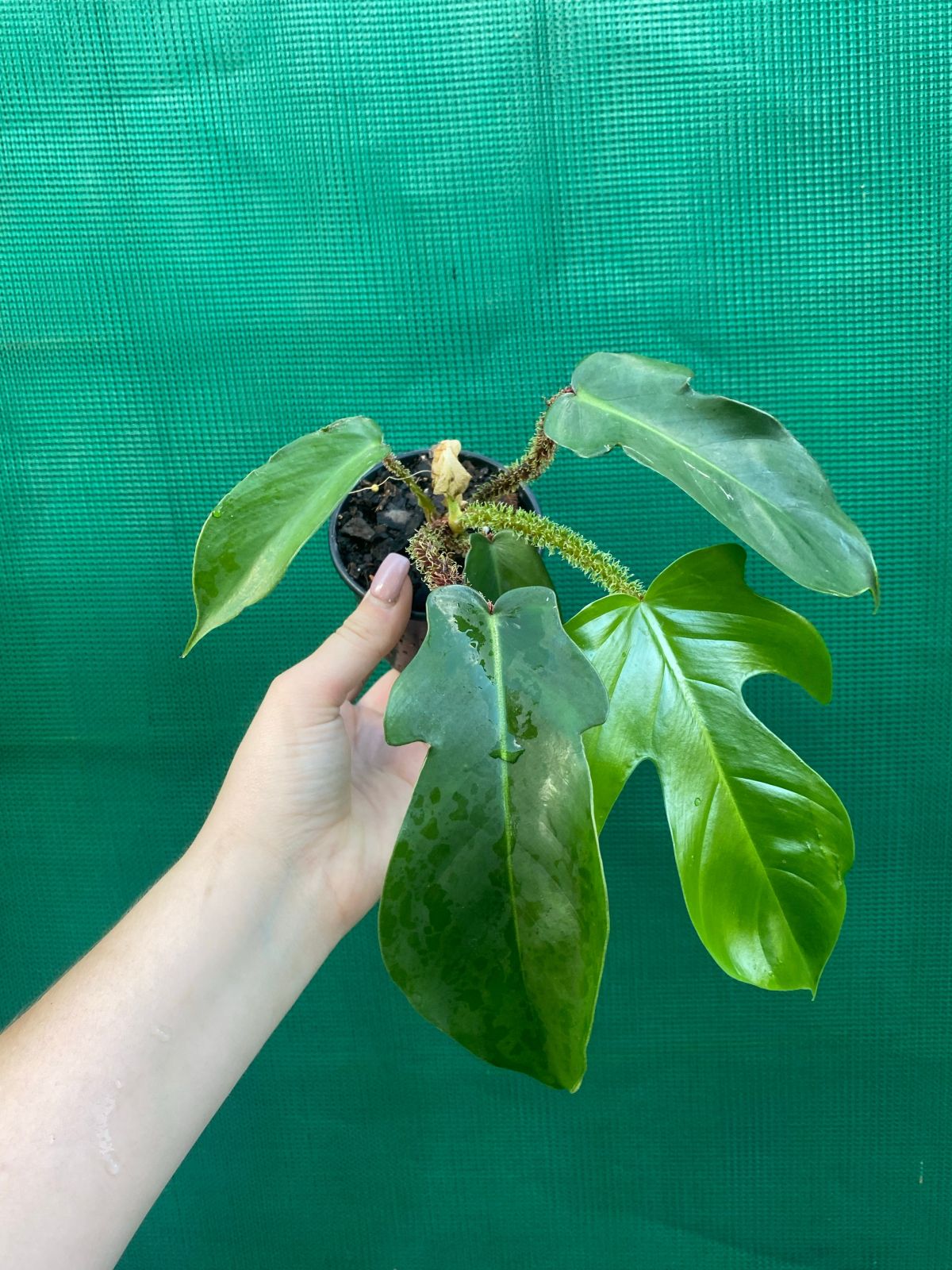 Propagating the Philodendron Squamiferum