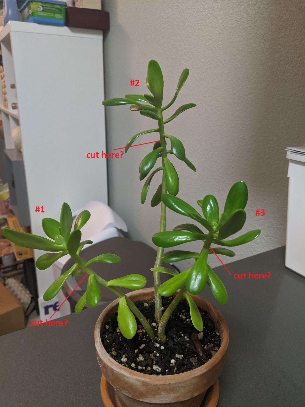 Pruning Jade Plants 