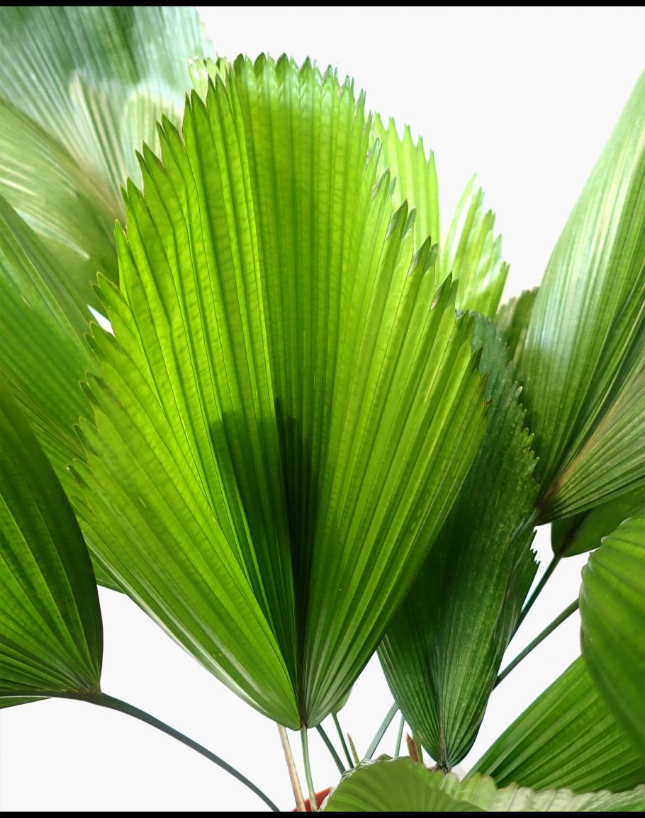 Pruning Licuala Grandis