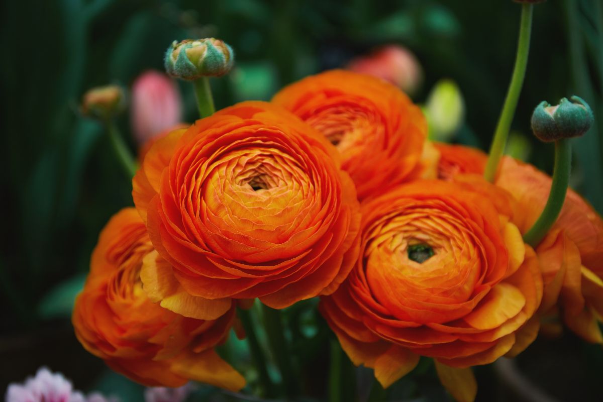 Ranunculus asiaticus