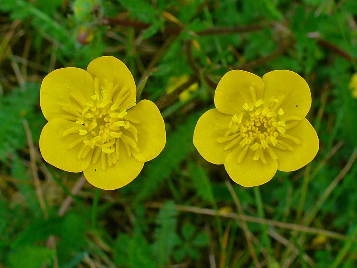 Ranunculus bulbosus