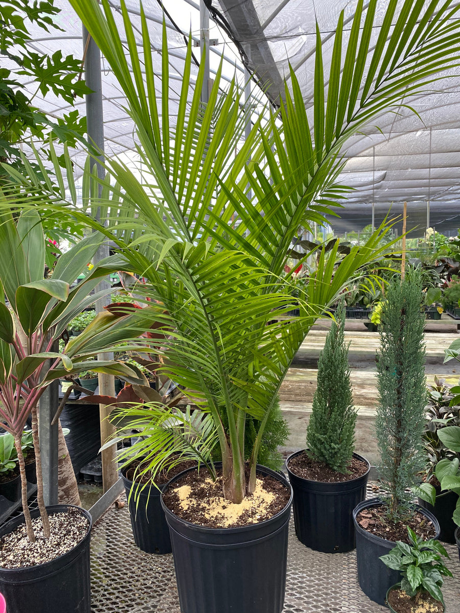 Ravenea Rivularis: How Care of Majesty Palm Plant