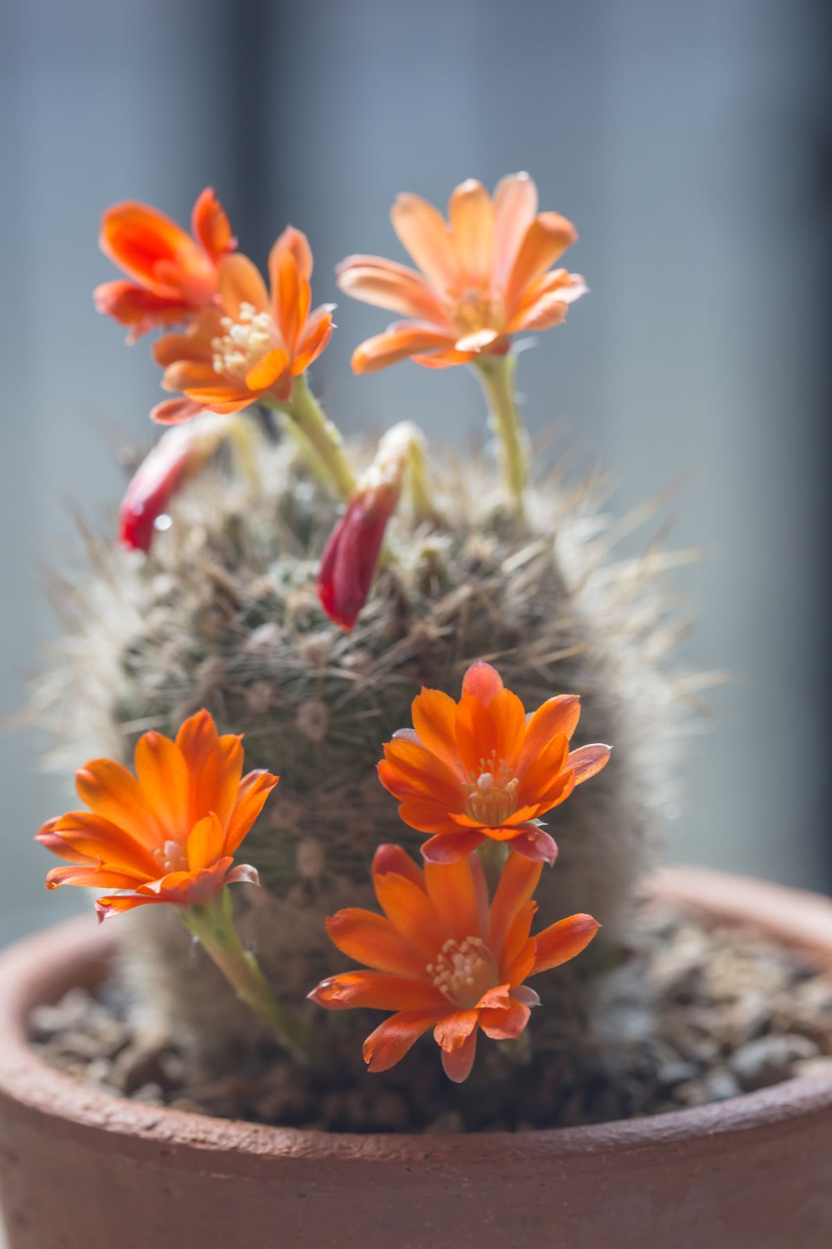 Rebutia Cactus