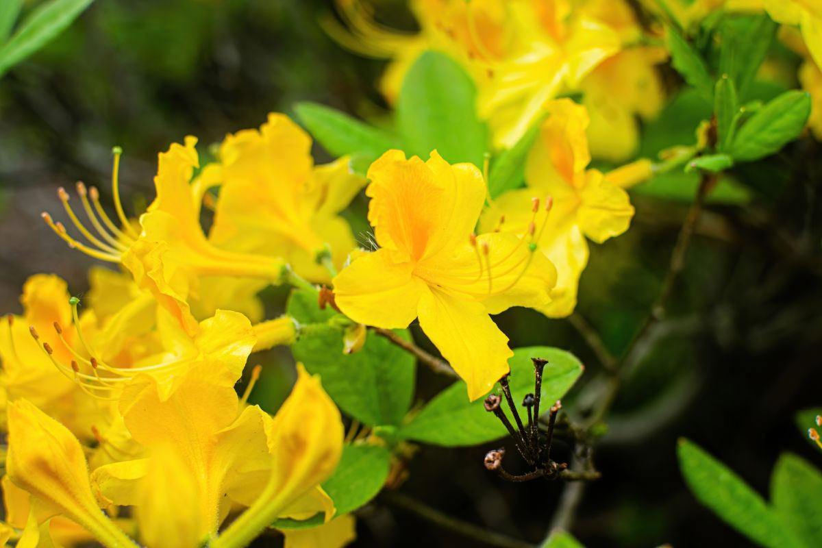 Rhododendron luteum