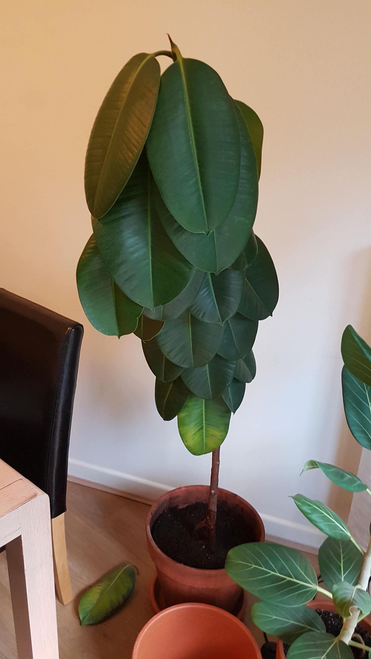 Rubber Plant Has Its Leaves Drooping 