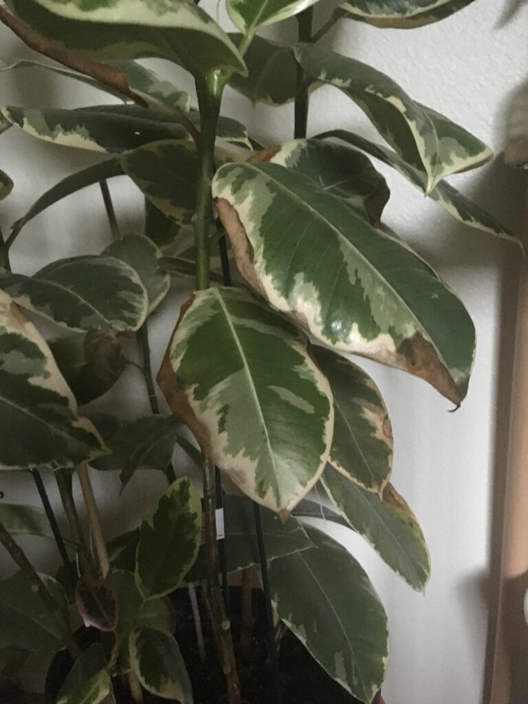 Identifying Rubber Plant Problems