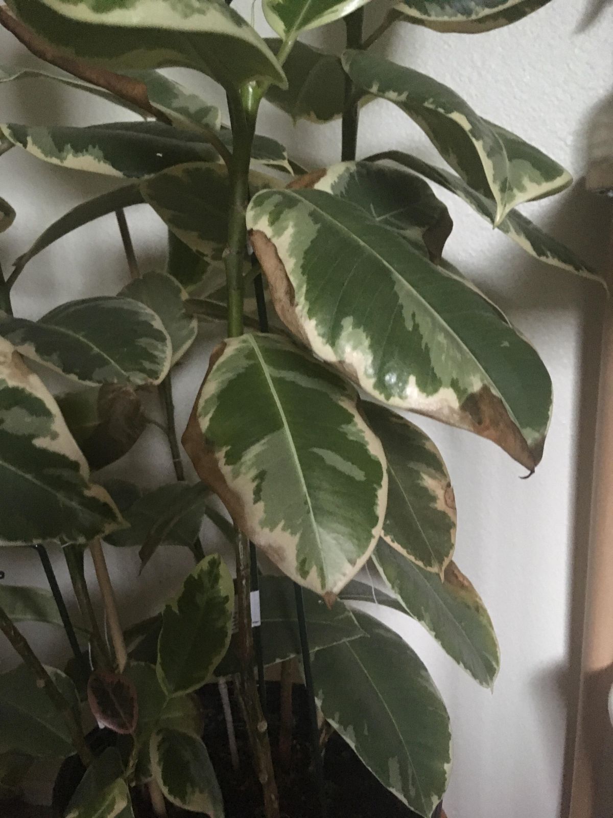 Rubber Plant Leaves Turning Brown 