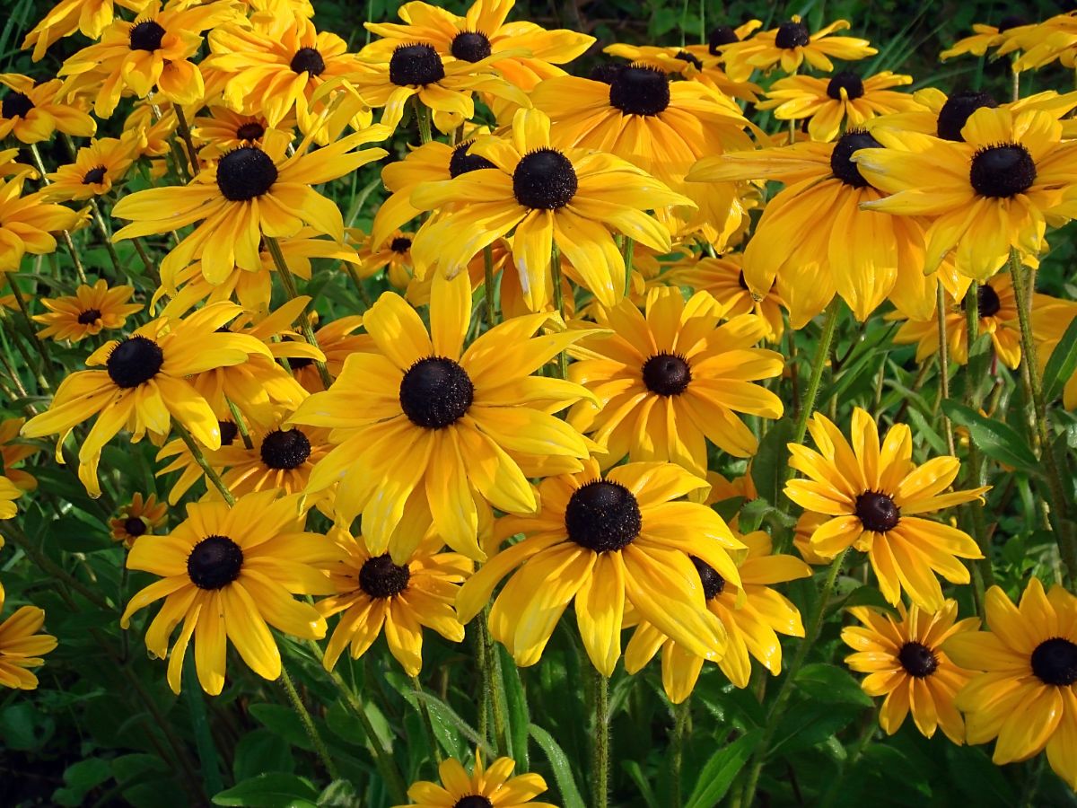 Rudbeckia hirta