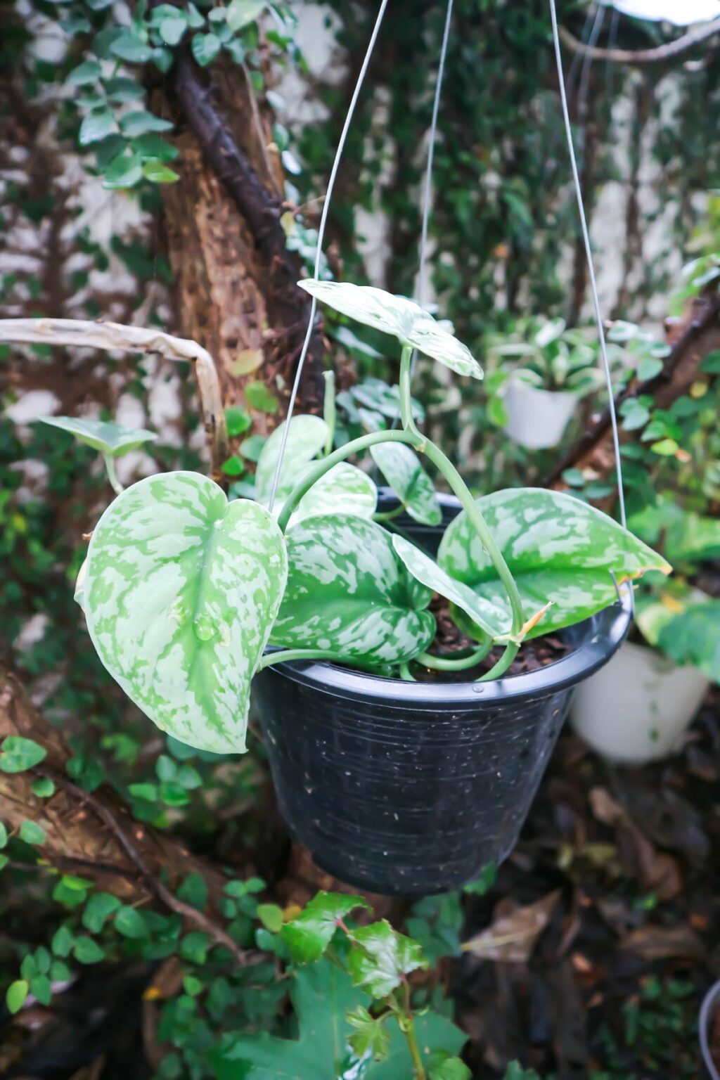 12 indoor vine plants you should grow in your homes