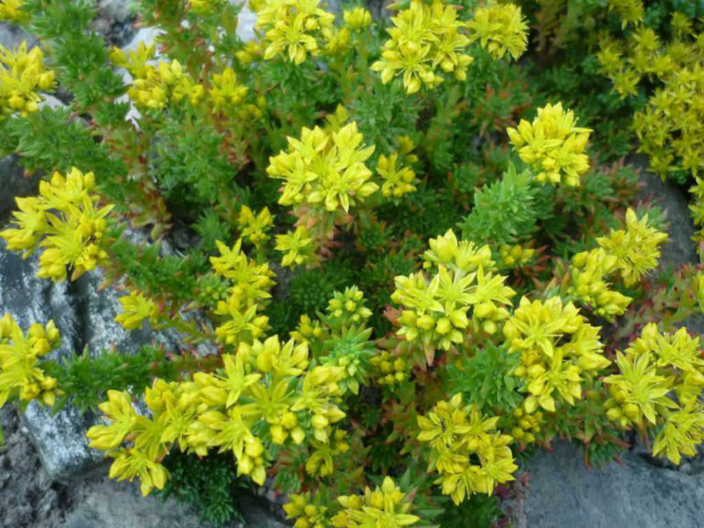 Sedum stenopetalum