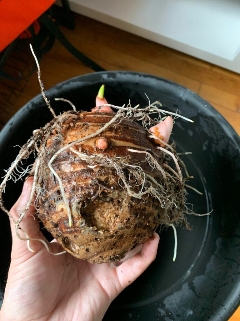 Overwintering Elephant Ears Plant How To Store Bulbs