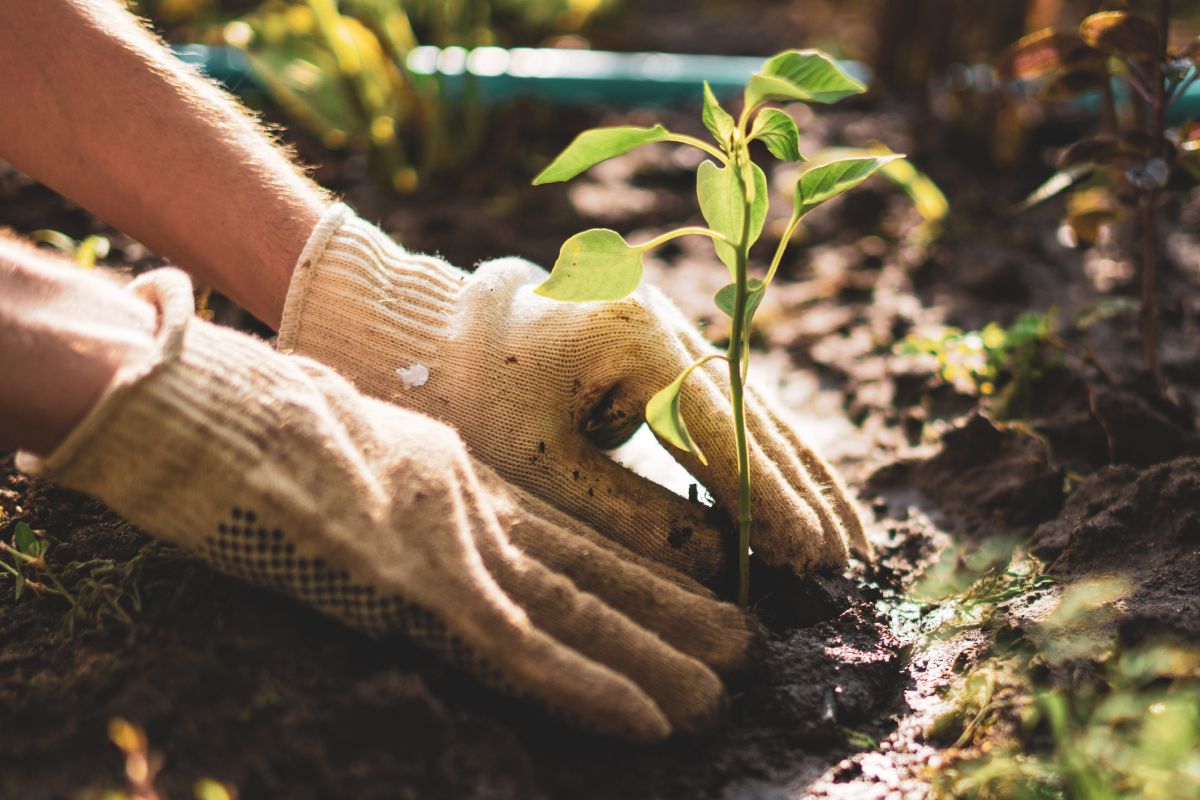 Select The Proper Organic Plants 