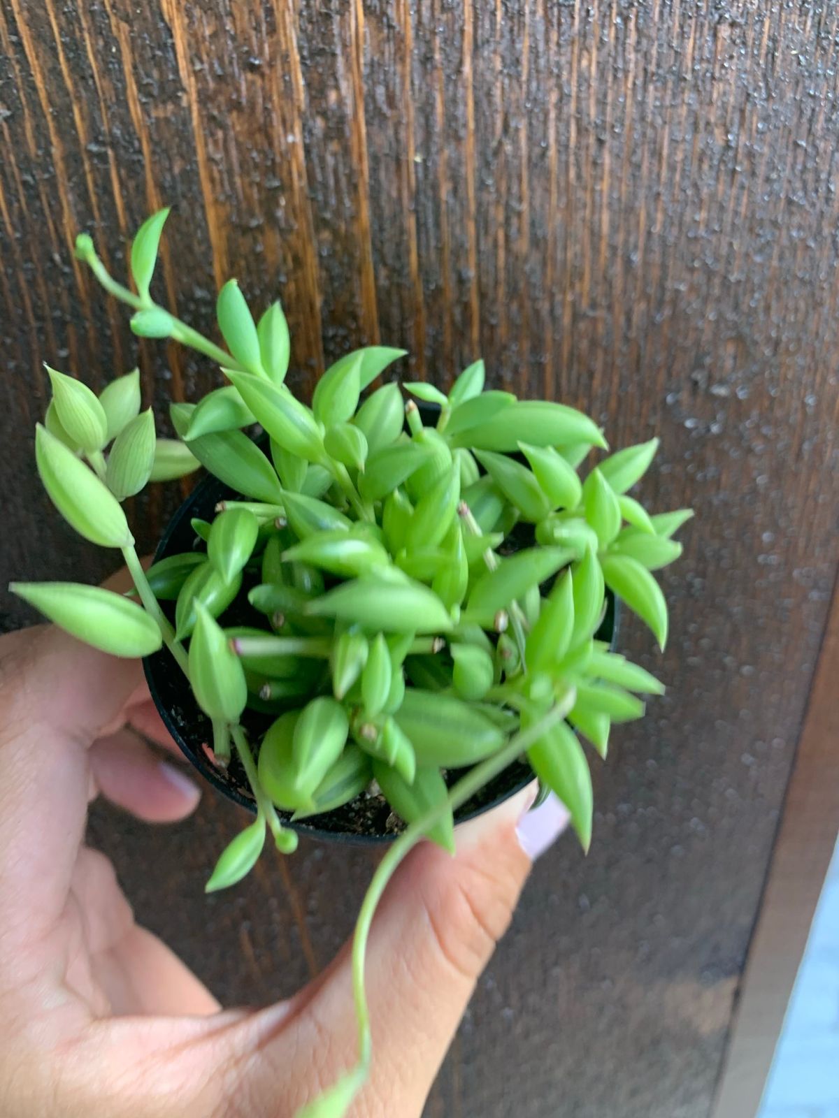 Senecio Radicans Propagation 