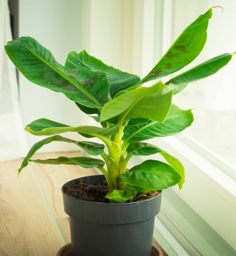 Musa Dwarf Cavendish: How To Grow Your Own Dwarf Banana Plant Indoors