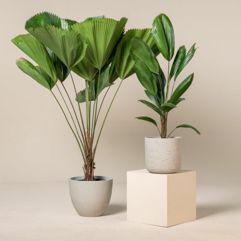 Licuala Grandis Tips on How To Grow Your Own Ruffled Fan Palm