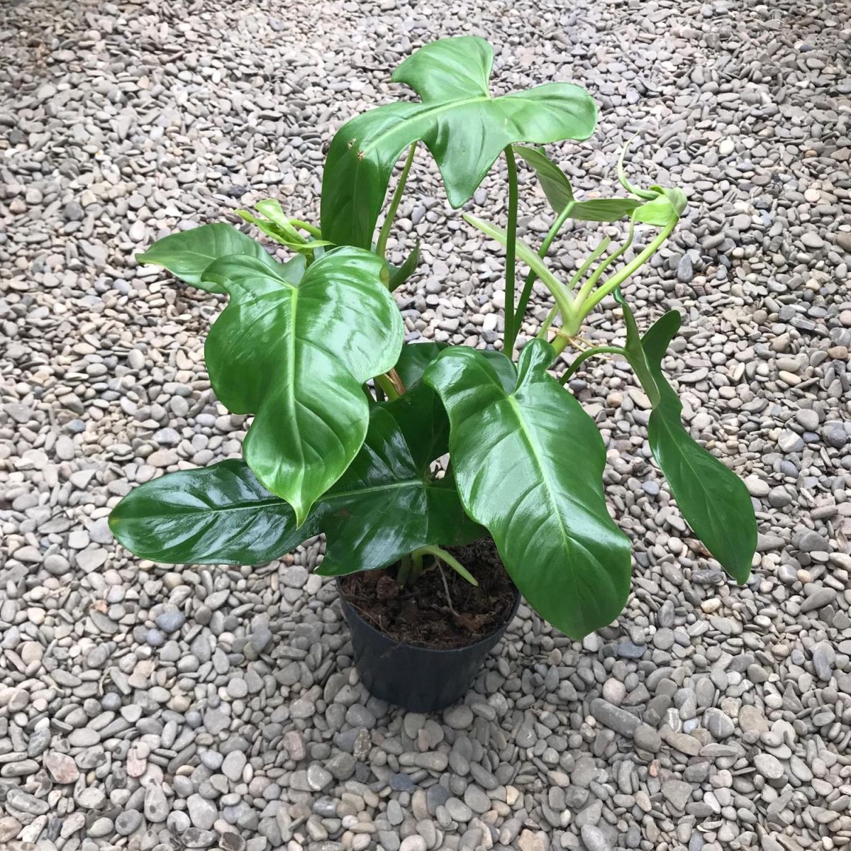 Soil and Fertilizer for the Horsehead Philodendron