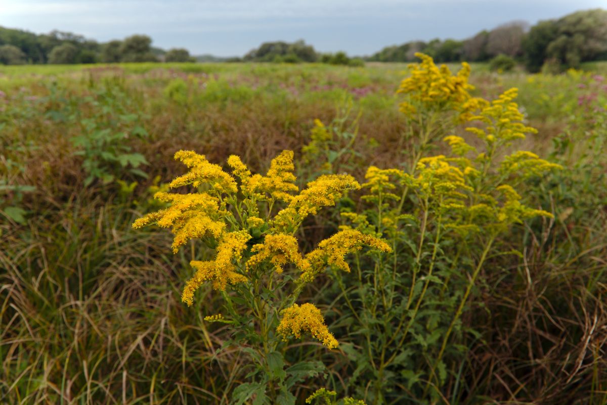 Solidago altissima