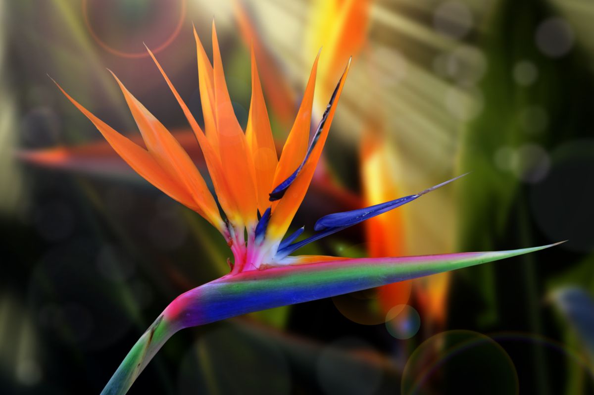 Strelitzia reginae