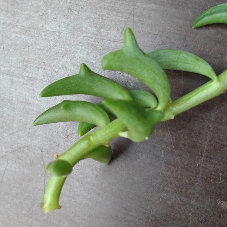 Senecio peregrinus The string of dolphins plant’s