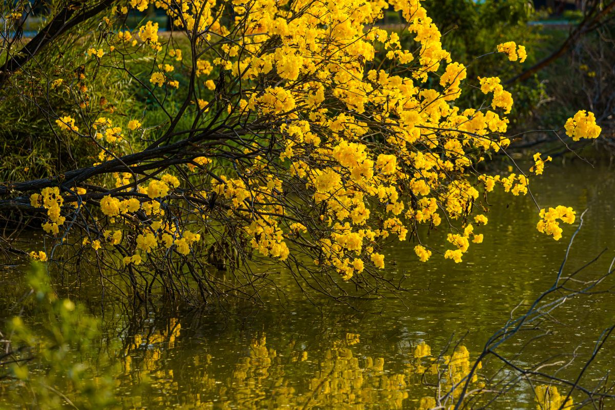 Tabebuia chrysotricha