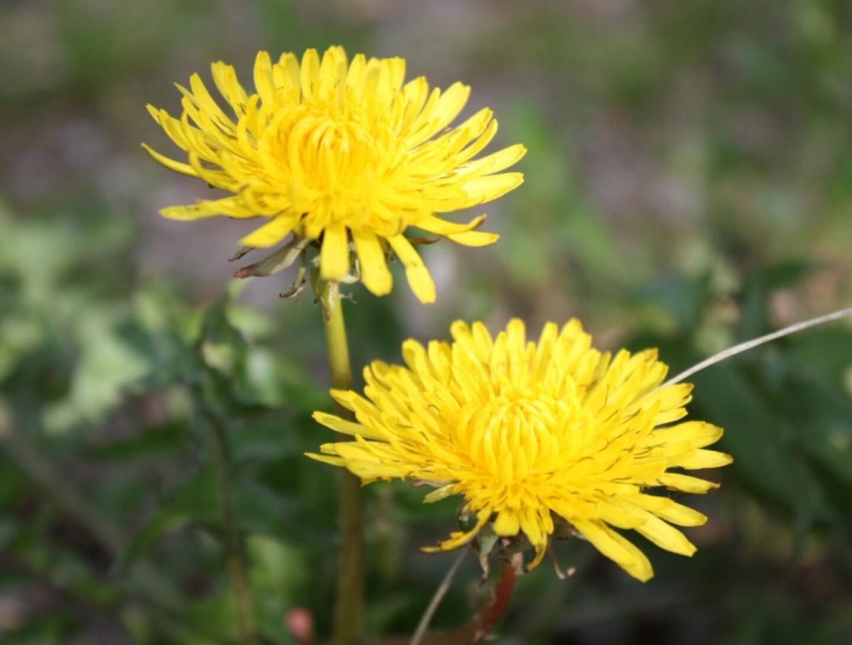 Taraxacum officinale