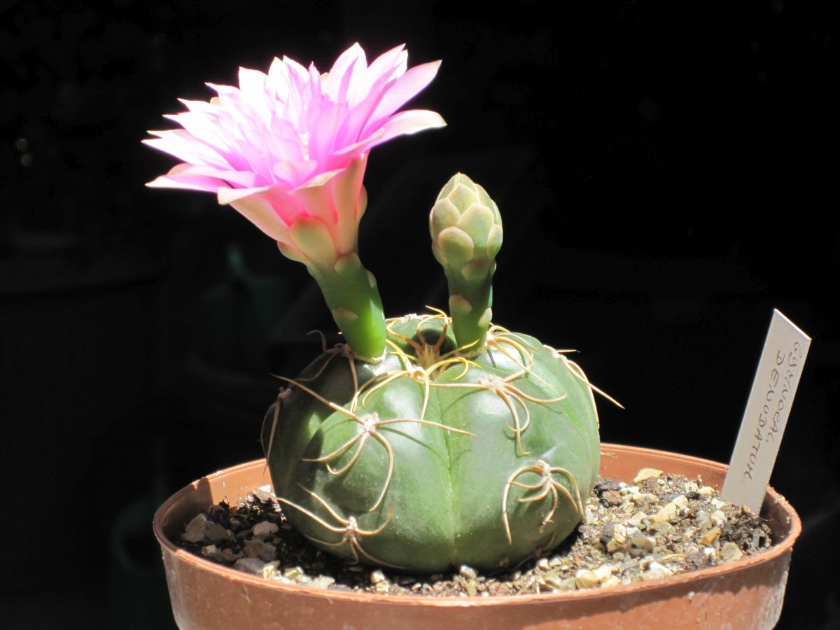 The Spider Cactus Cute, not Creepy
