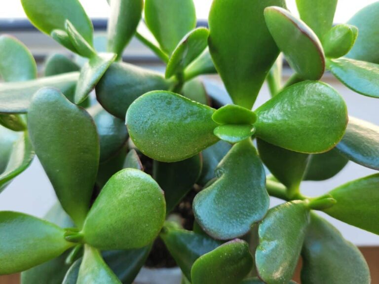 Why Is My Money Plant Leggy? Tips on Fixing A Leggy Jade Plant