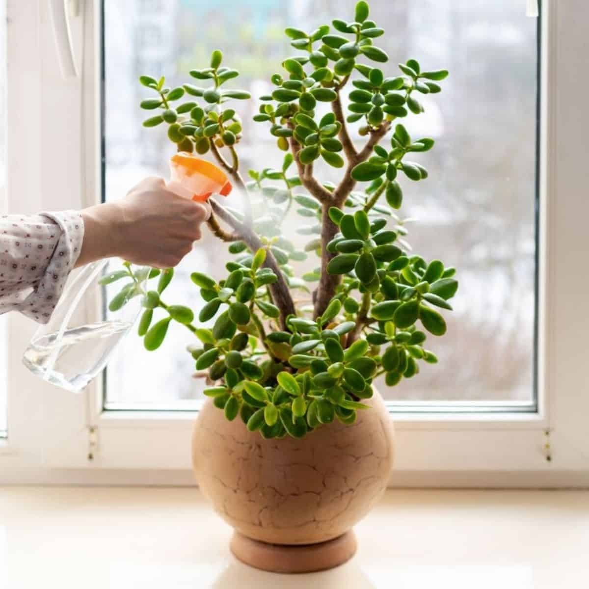 Treating Damages Caused By Jade Pests 