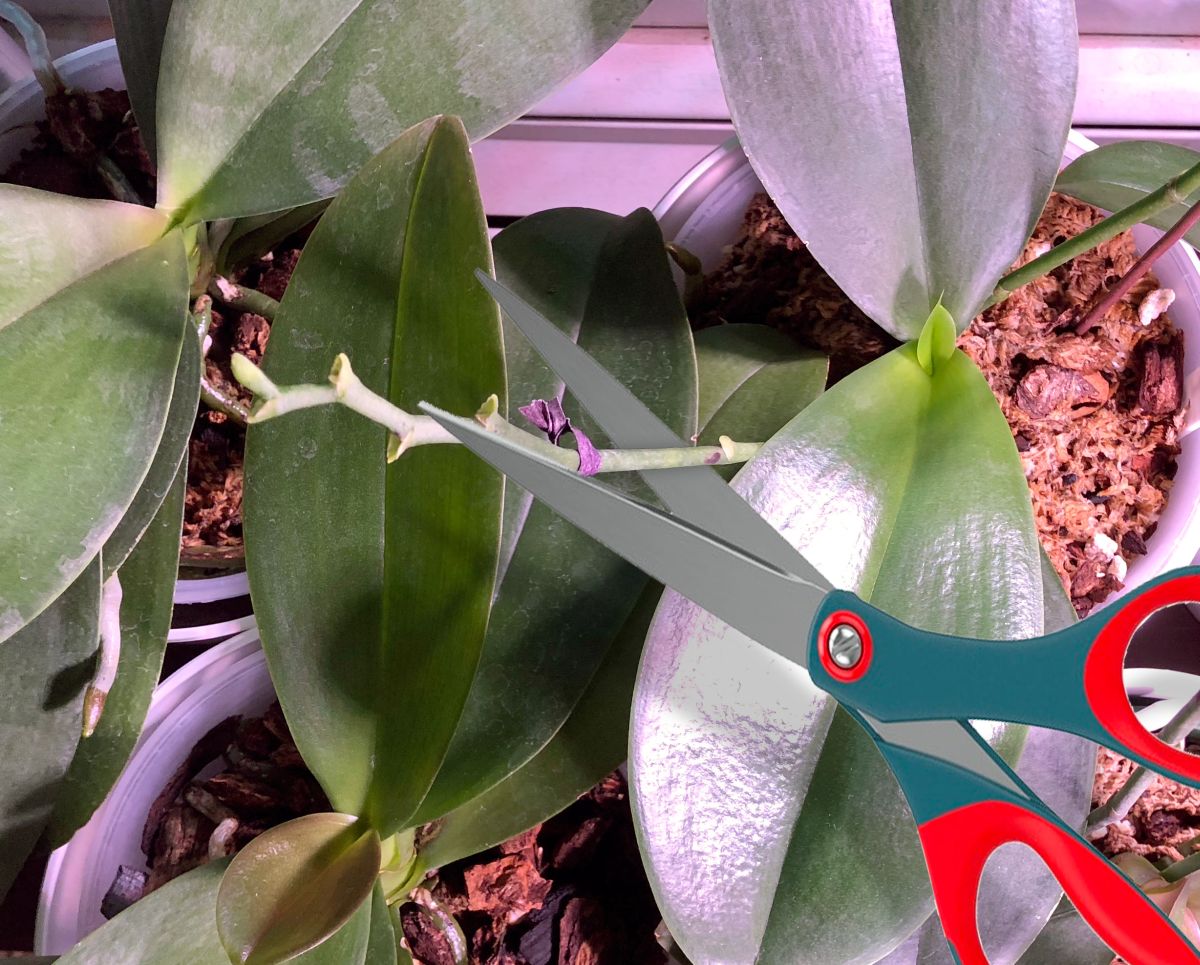 Trim The Flower Spike Down To A Few Nodes