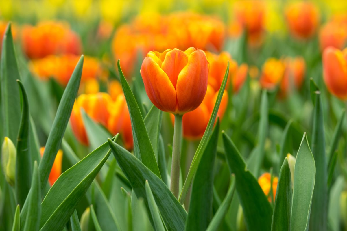 Tulipa gesneriana