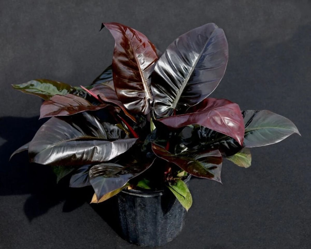 Water Needs for Philodendron Black Cardinal