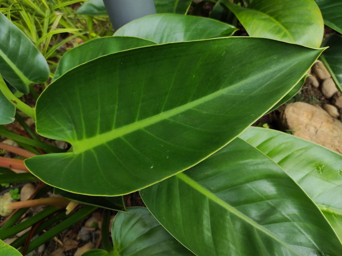 Watering for Proper Blushing Philodendron Care