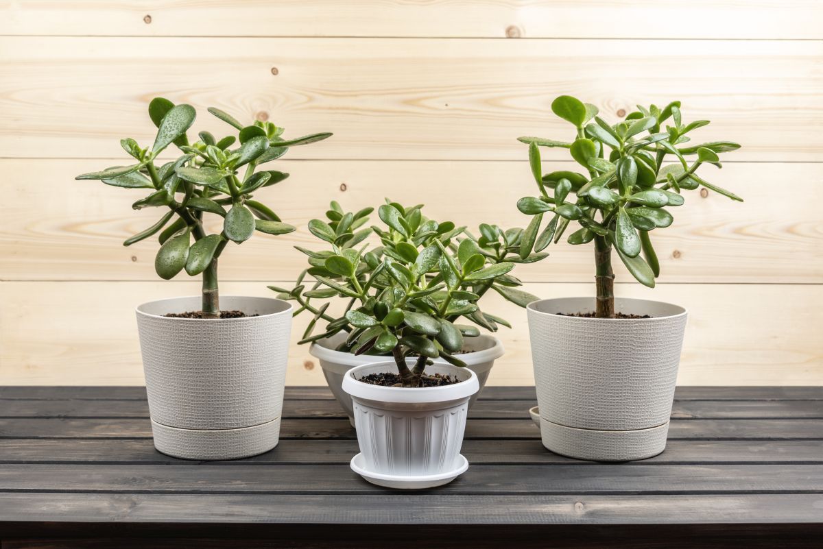 Jade Plant растение