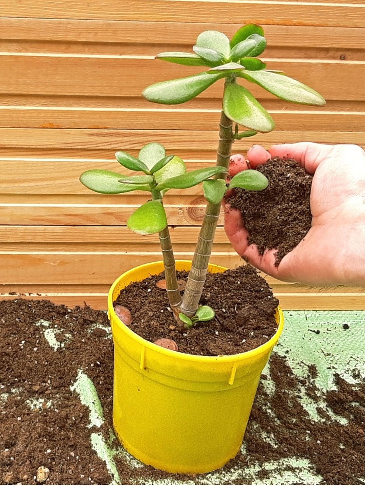 When and How to Repot Jade Plants