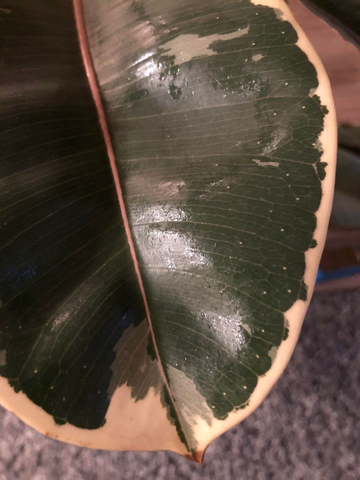 White Spots on Rubber Plant 