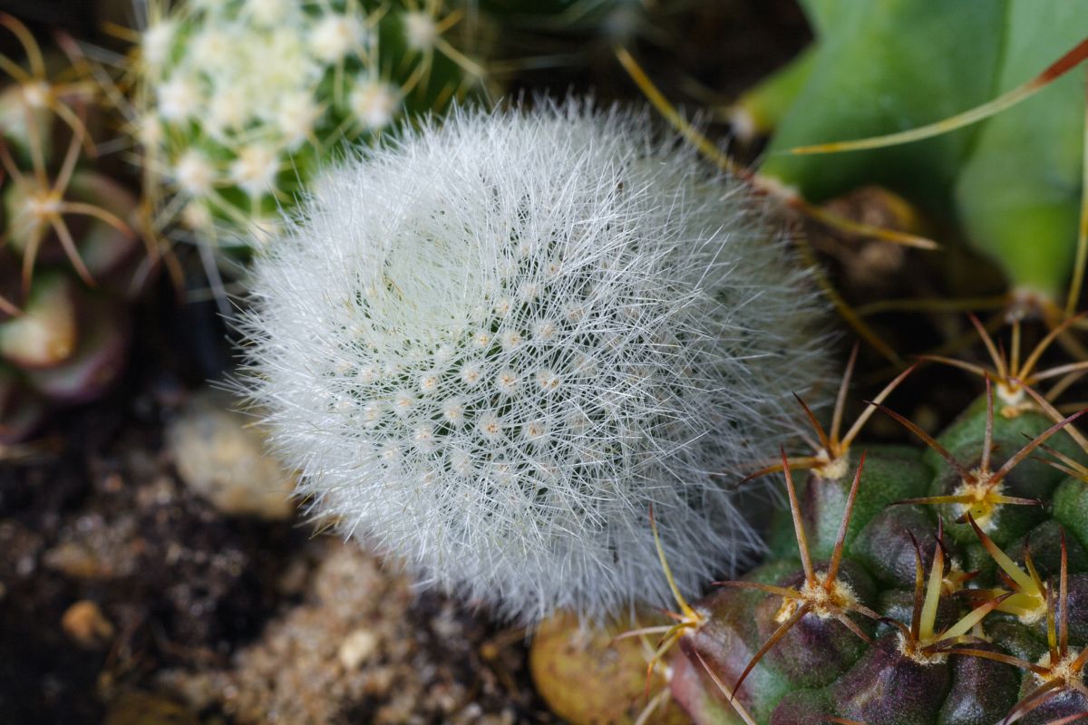 Wintering Rebutia Cactus