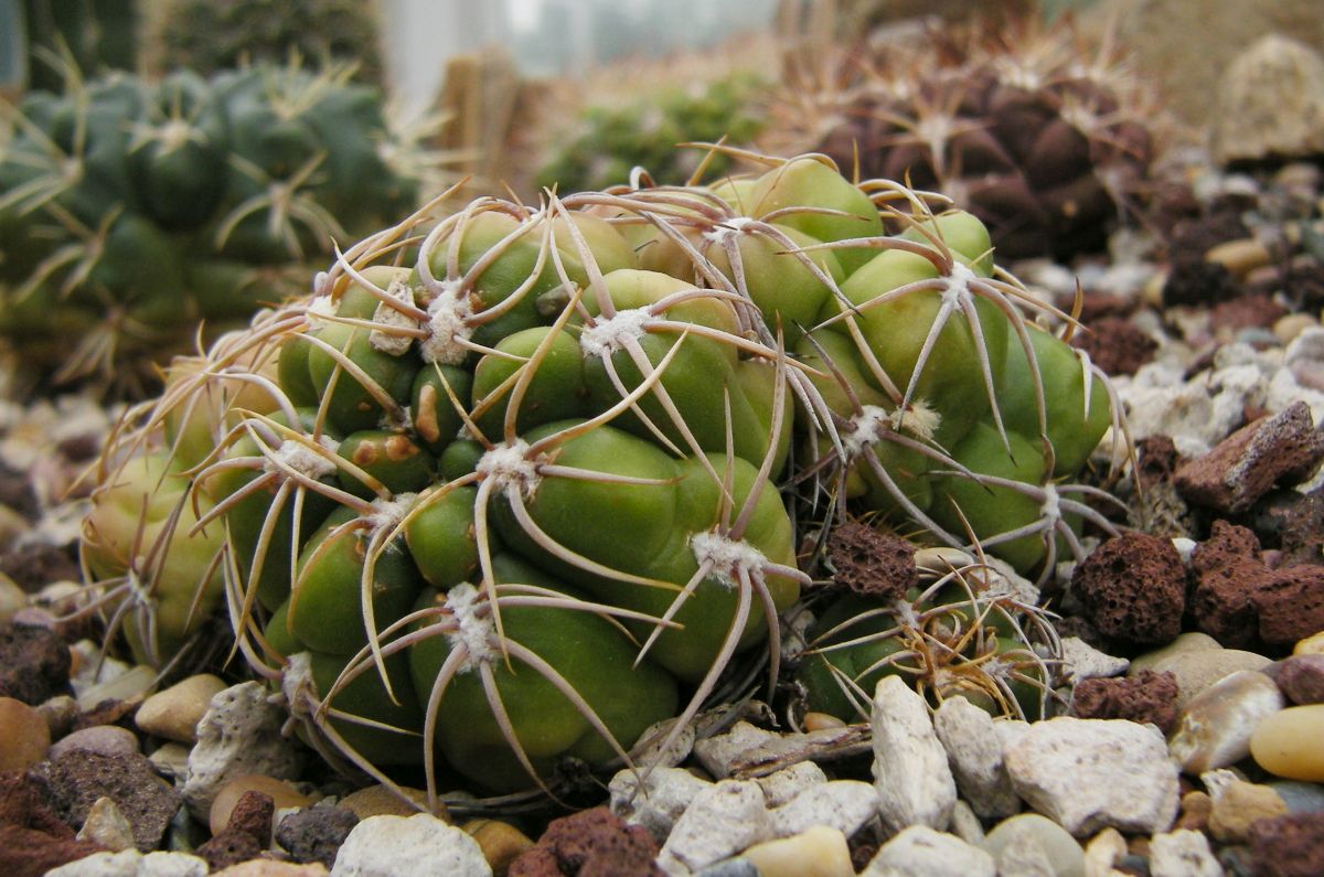 Wintering a Spider Cactus