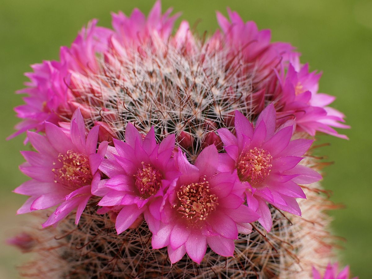 Wintering the Rose Pincushion Cactus