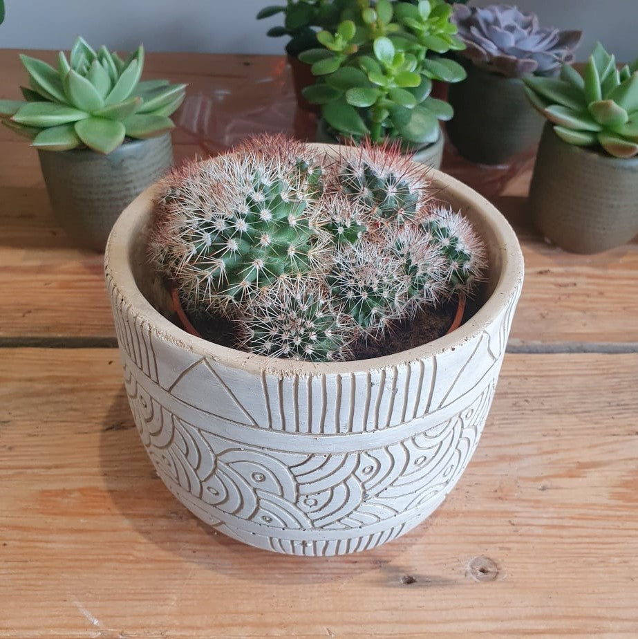 Wintering the Spiny Pincushion Cactus