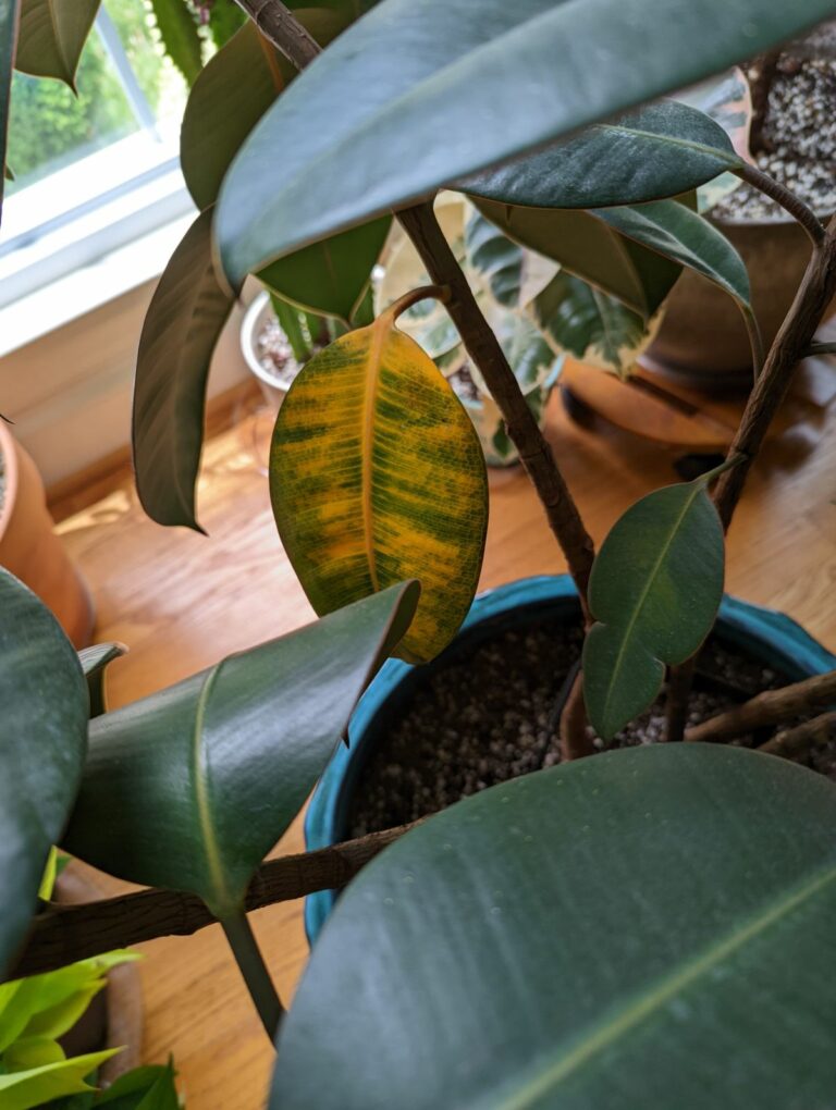 Identifying Rubber Plant Problems