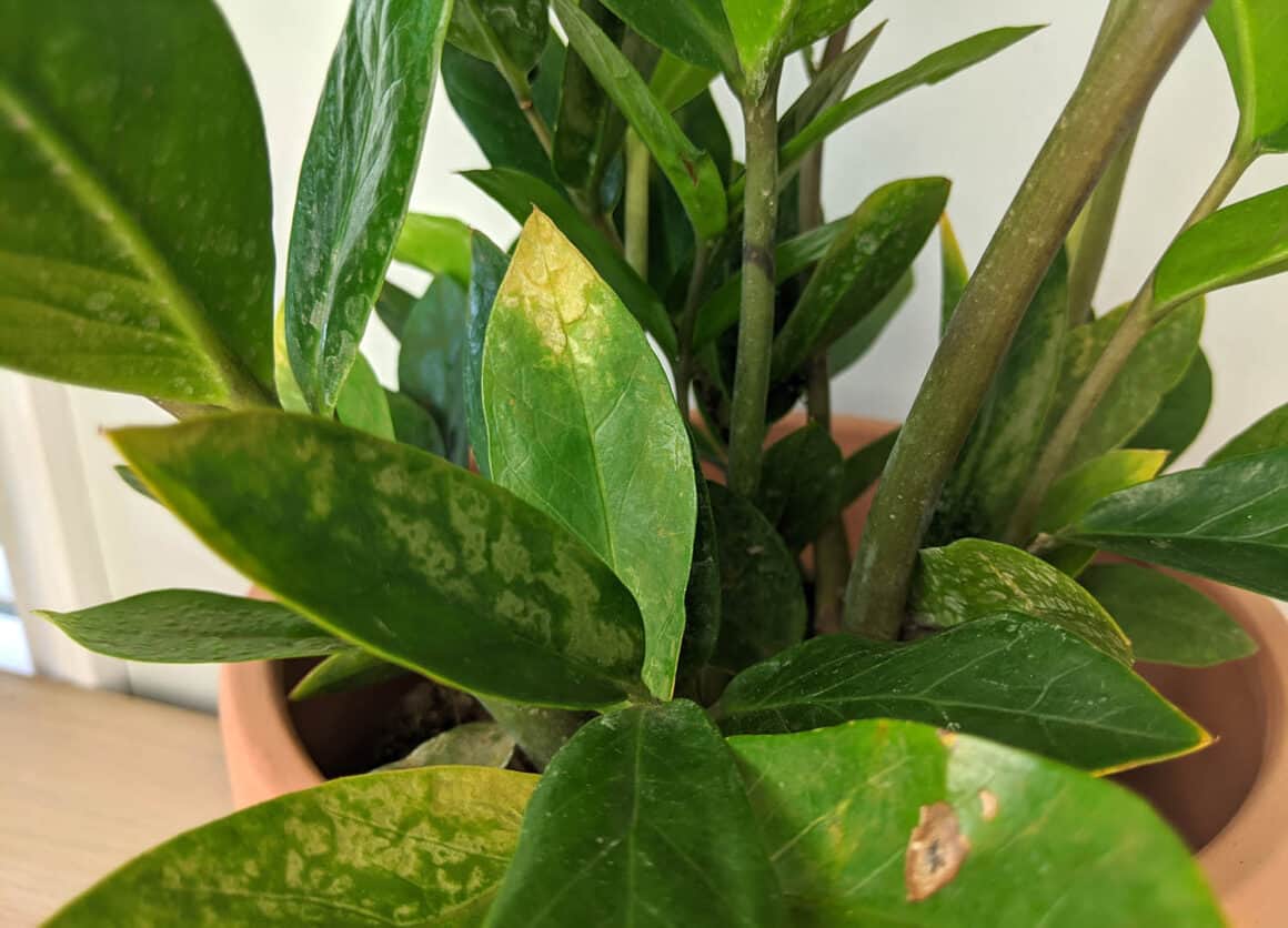 ZZ Plant Leaf Issues