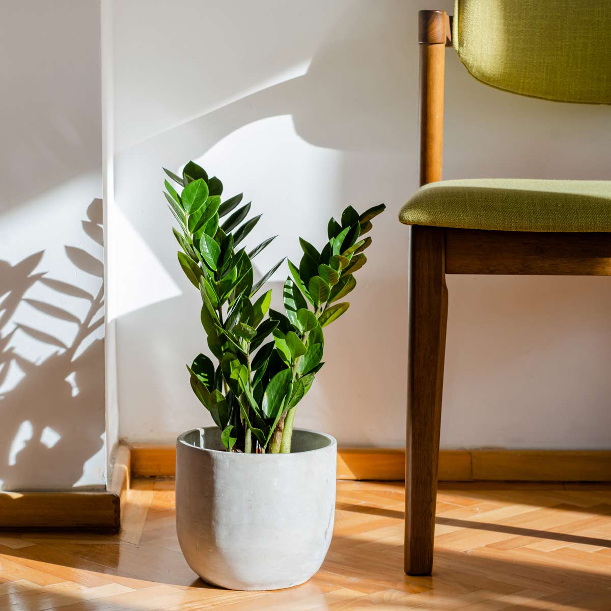 cold-tolerant-houseplants-you-could-grow