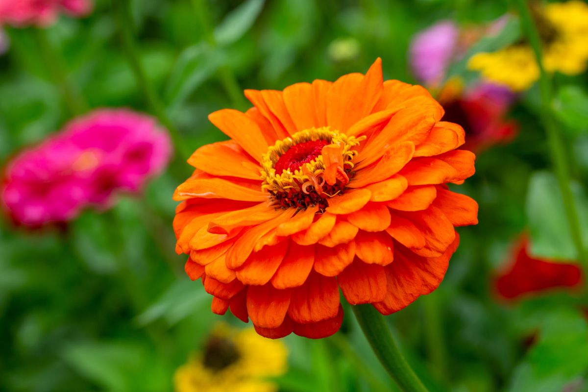 Zinnia elegans