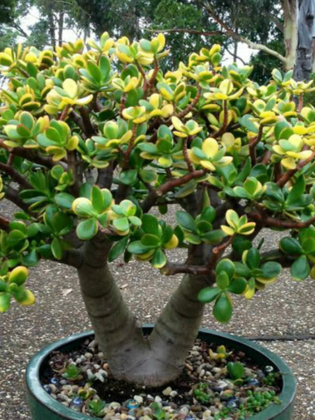 15 Types Of Jade Plants Suitable For Indoor