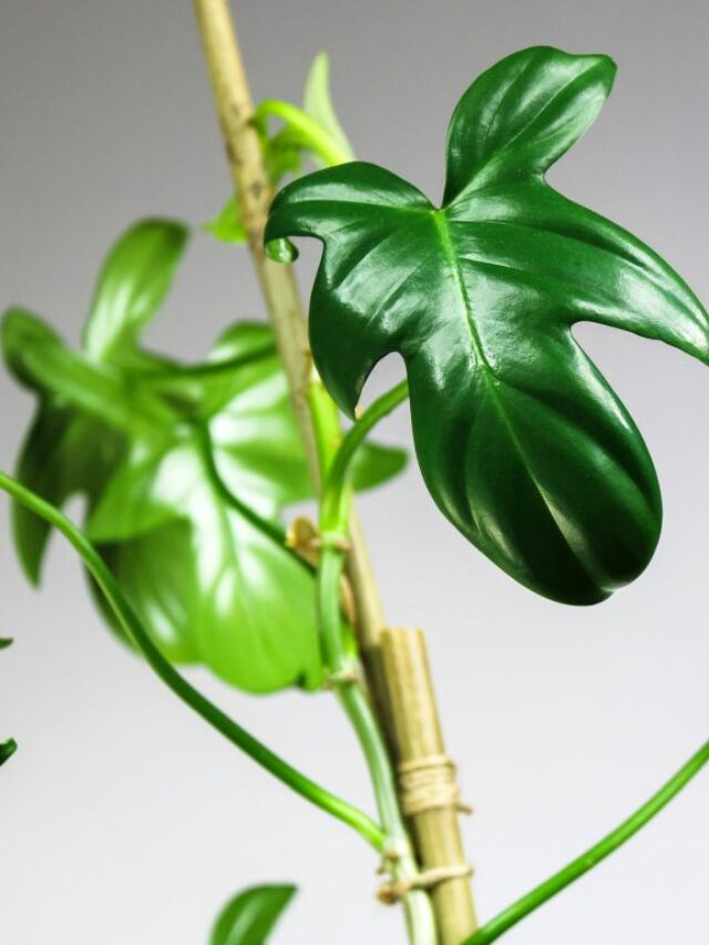 cropped-Philodendron-Bipennifolium-1.jpg