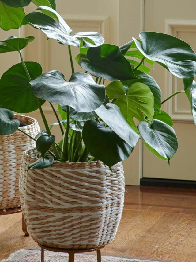 cropped-Philodendron.jpg