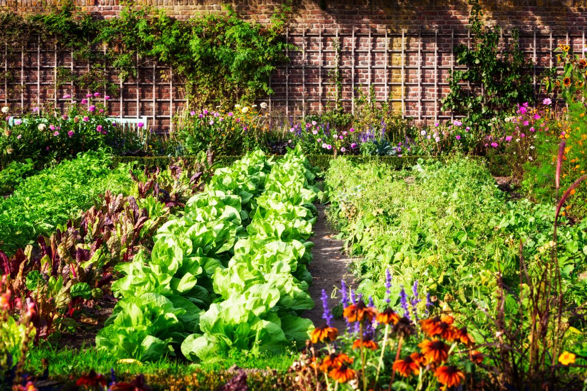 how to start an Organic garden at home 