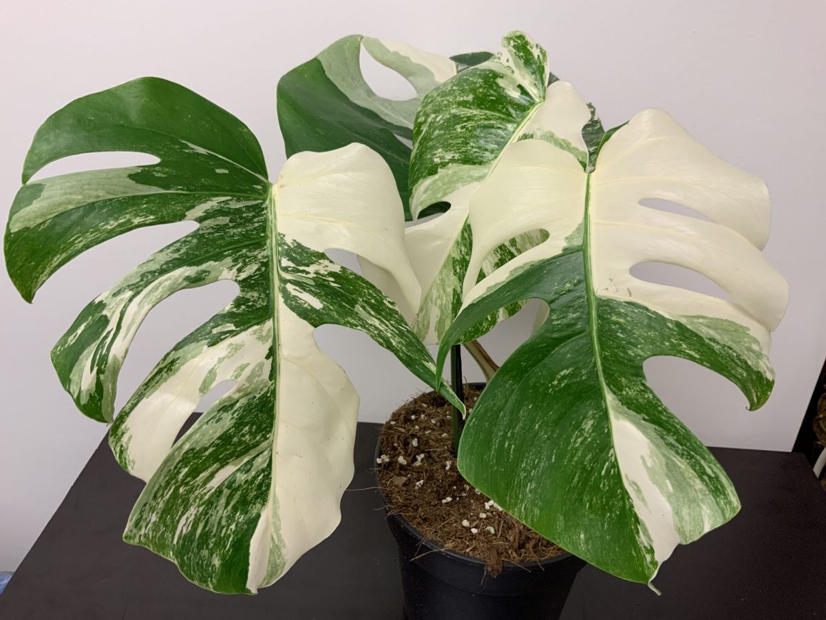 Monstera Deliciosa Albo Variegata The Most Expensive Plants, 55% OFF